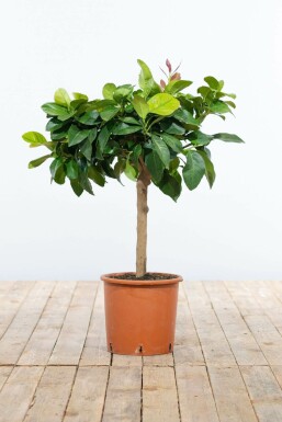 Citrus × limon 40-60 cm