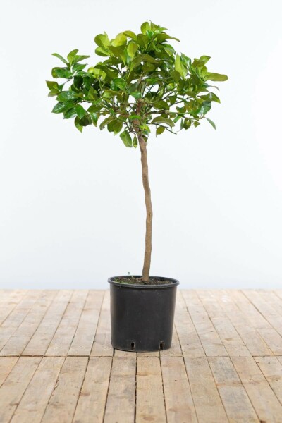 Citrus × limon 60-80 cm