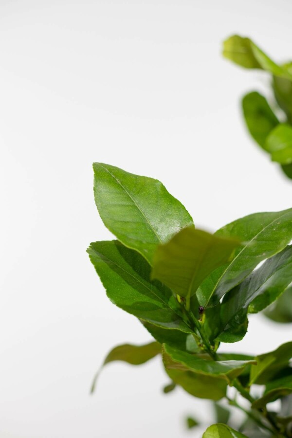 Citrus × limon Bergamott ministam 60-80 i kruka Citrus × limon 60-80 cm