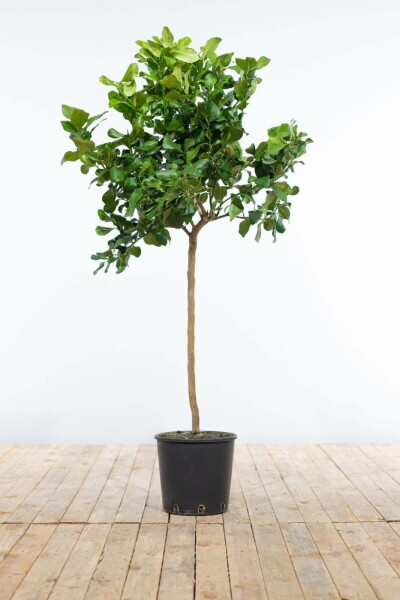 Citrus × limon Bergamott ministam 80-100 i kruka Citrus × limon 80-100 cm