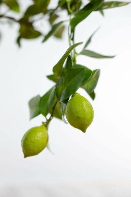 Citrus × limon 80-100 cm