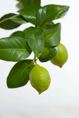 Citrus × limon 80-100 cm