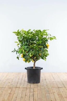 Citrus × limon Bergamott på stam 150-175 i kruka 10-15