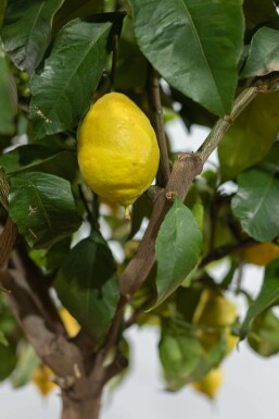 Citrus × limon Bergamott på stam 150-175 i kruka 10-15