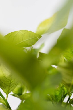 Citrus × limon 150-175 cm