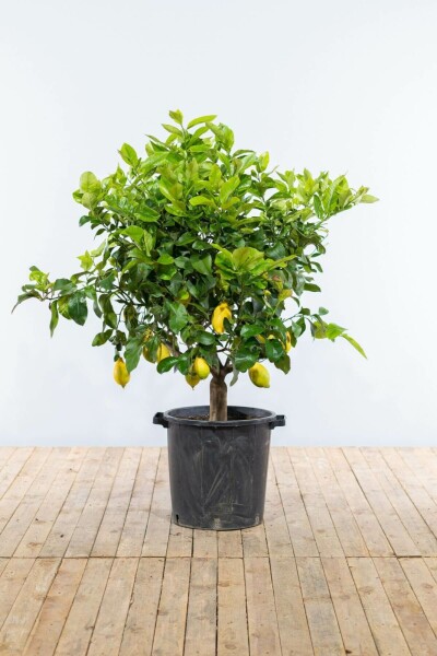 Citrus × limon 150-175 cm