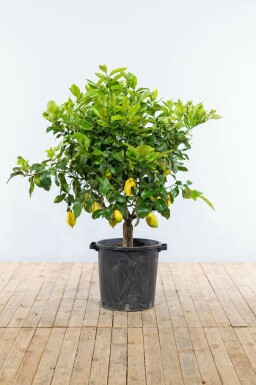 Citrus × limon 150-175 cm