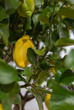 Citrus × limon 150-175 cm