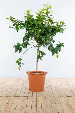 Citrus à limon Bergamott pÄ stam 125-150 i kruka 5-10 Citrus à limon 125-150 cm