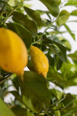 Citrus × limon 125-150 cm