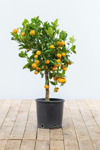 Citrus × mitis 'Calamondin'