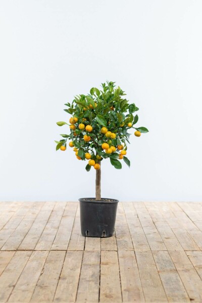 Citrus × mitis 'Calamondin' 80-100 cm