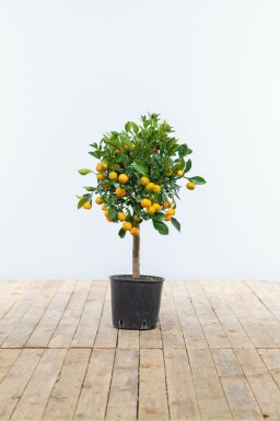 Citrus × mitis 'Calamondin' 80-100 cm