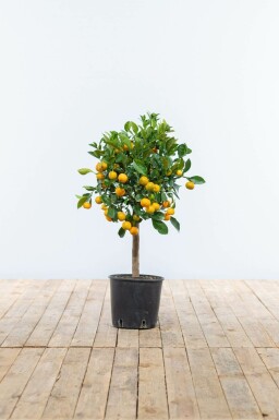 Citrus × mitis 'Calamondin' Kalamondin ministam 80-100 i kruka