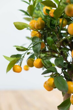 Citrus × mitis 'Calamondin' 80-100 cm