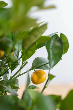 Citrus × mitis 'Calamondin' 80-100 cm