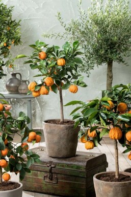 Citrus Ă sinensis Citrusar ministam 80-100 i kruka Citrus Ă sinensis 80-100 cm