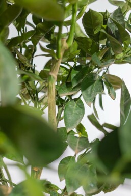 Citrus × sinensis Citrusar på stam 150-175 i kruka 10-15