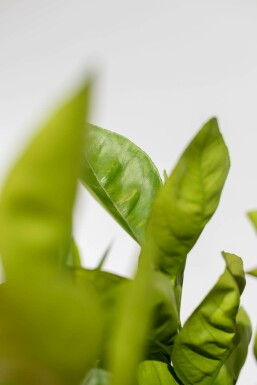 Citrus à sinensis Citrusar pÄ stam 150-175 i kruka 10-15 Citrus à sinensis 150-175 cm