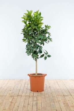 Citrus × sinensis 125-150 cm
