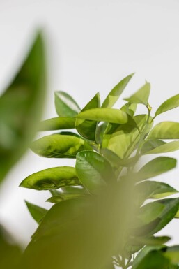 Citrus × sinensis 125-150 cm
