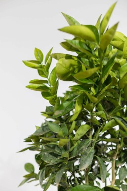 Citrus × sinensis 125-150 cm