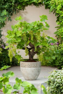 Vitis vinifera Vindruva bonsai 20-40 i kruka Vitis vinifera 20-40 cm