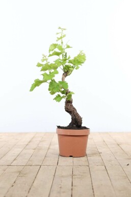 Vitis vinifera Vindruva bonsai 40-60 i kruka Vitis vinifera 40-60 cm
