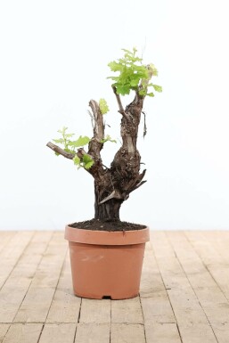 Vitis vinifera Vindruva bonsai 60-80 i kruka Vitis vinifera 60-80 cm