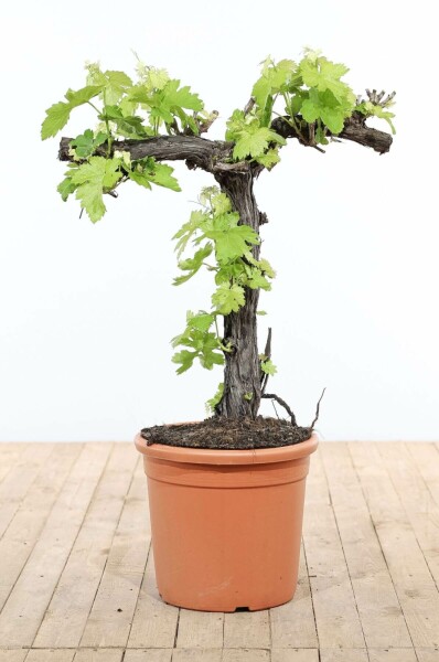 Vitis vinifera Vindruva bonsai 80-100 i kruka Vitis vinifera 80-100 cm