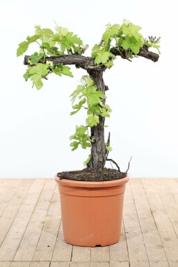 Vitis vinifera Vindruva bonsai 80-100 i kruka Vitis vinifera 80-100 cm
