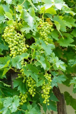 Vitis vinifera 80-100 cm