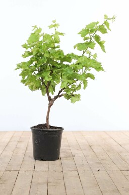 Vitis vinifera Vindruva på stam 80-100 i kruka 10-15 Vitis vinifera 80-100 cm