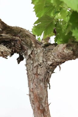 Vitis vinifera 80-100 cm