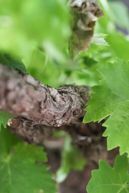 Vitis vinifera 80-100 cm