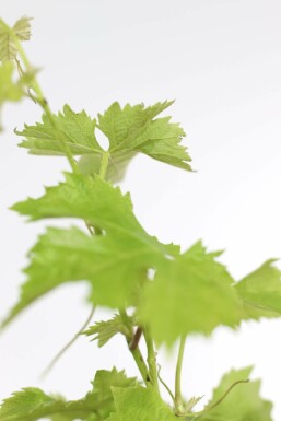 Vitis vinifera 80-100 cm