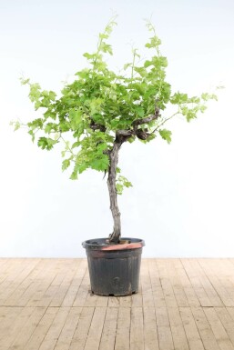 Vitis vinifera Vindruva på stam 100-125 i kruka 15-20 Vitis vinifera 100-125 cm