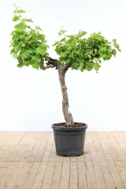 Vitis vinifera Vindruva på stam 125-150 i kruka 20-30 Vitis vinifera 125-150 cm