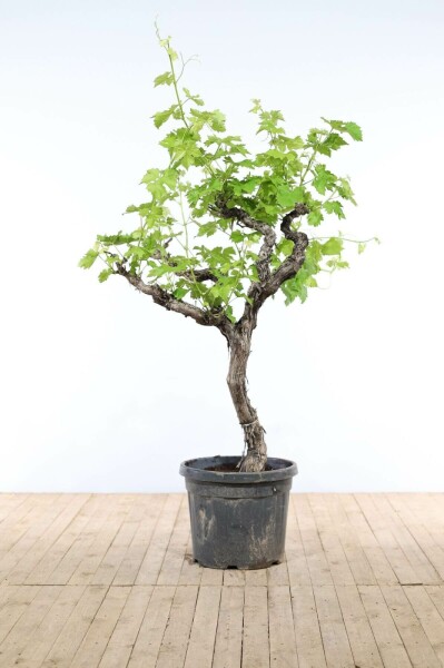 Vitis vinifera 150-175 cm