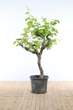Vitis vinifera Vindruva på stam 150-175 i kruka 30-40 Vitis vinifera 150-175 cm