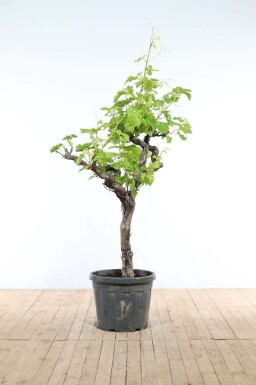 Vitis vinifera Vindruva på stam 175-200 i kruka 40-50 Vitis vinifera 175-200 cm