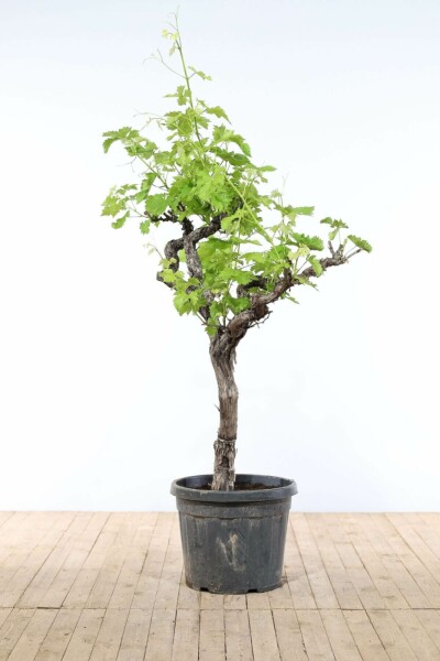 Vitis vinifera 200-225 cm