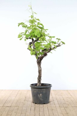 Vitis vinifera Vindruva på stam 200-225 i kruka 50-60 Vitis vinifera 200-225 cm