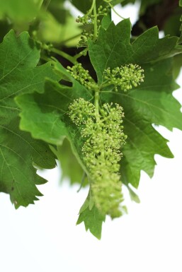 Vitis vinifera 200-225 cm