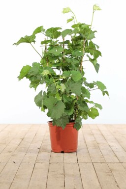 Vitis vinifera Vindruva spaljé 100-120 i kruka Vitis vinifera 100-120 cm