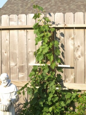 Vitis vinifera 100-120 cm