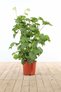 Vitis vinifera Vindruva spaljé 70-80 i kruka Vitis vinifera 70-80 cm