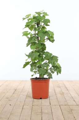 Vitis vinifera Vindruva stakad 60-80 i kruka Vitis vinifera 60-80 cm