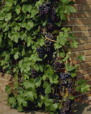 Vitis vinifera Vindruva stakad 60-80 i kruka Vitis vinifera 60-80 cm