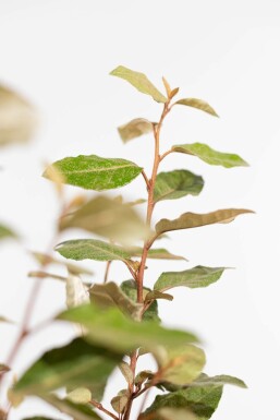 Elaeagnus × ebbingei 80-100 cm - Rotklump